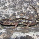 Image of Monte Albo Cave Salamander