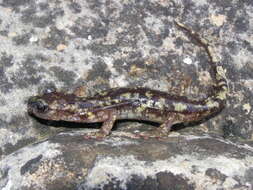 Image of Monte Albo Cave Salamander