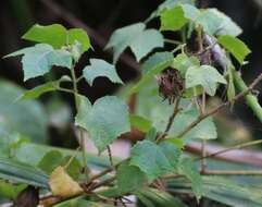 Sivun Hibiscus furcatus Roxb. kuva