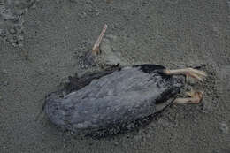 Image of Spotted Shag