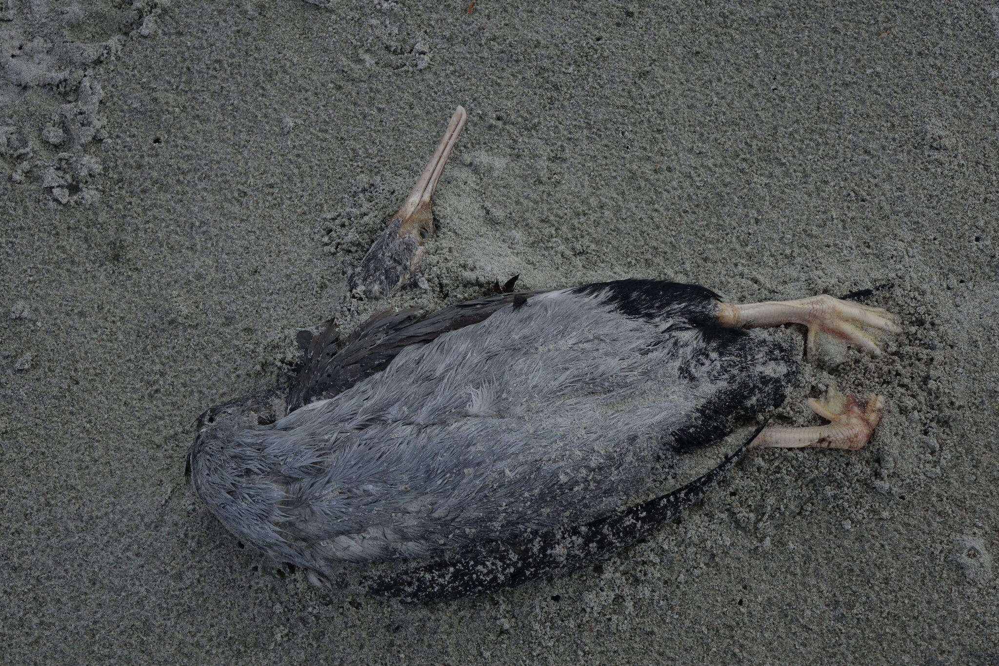 Image of Spotted Shag