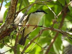 Image of White-throated Honeyeater