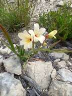 Image of Gladiolus miniatus Eckl.