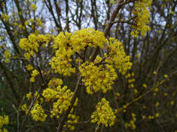 Image of Cornelian cherry dogwood