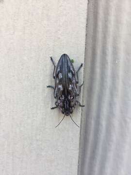 Chalcophora virginiensis (Drury 1770)的图像