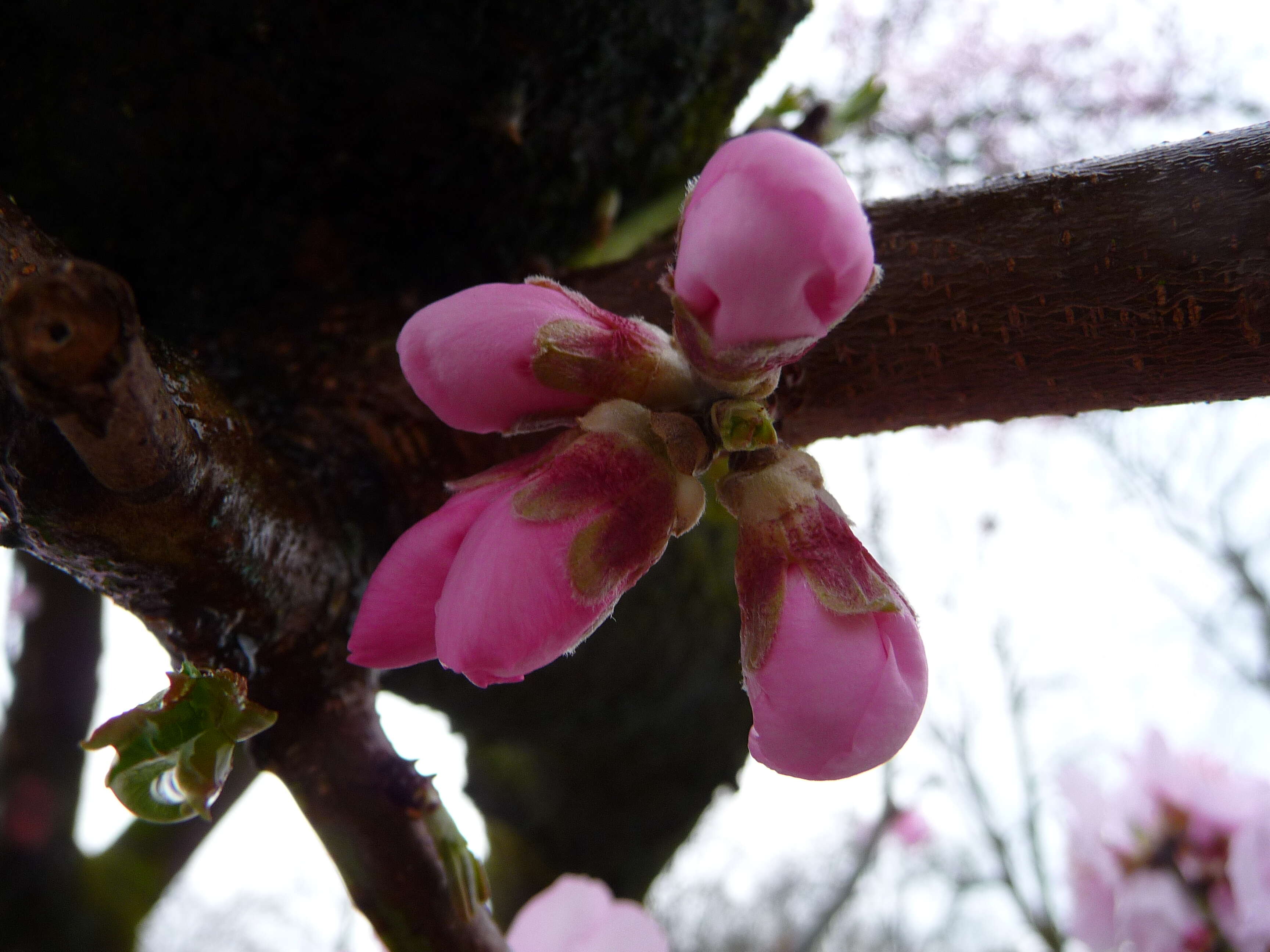 Image of flowering almond