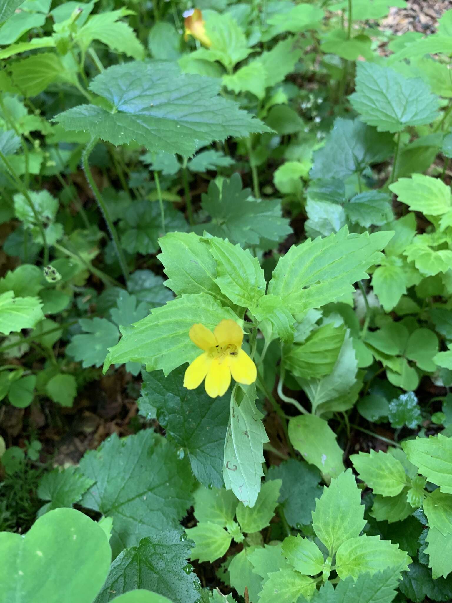 Image of Coastal Monkey-Flower