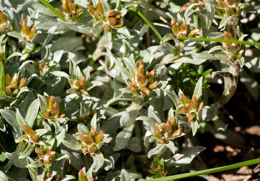 Image of Argyrotegium fordianum (M. Gray) J. M. Ward & Breitw.