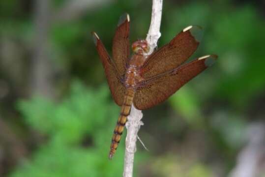 Image of Black Stream Glider