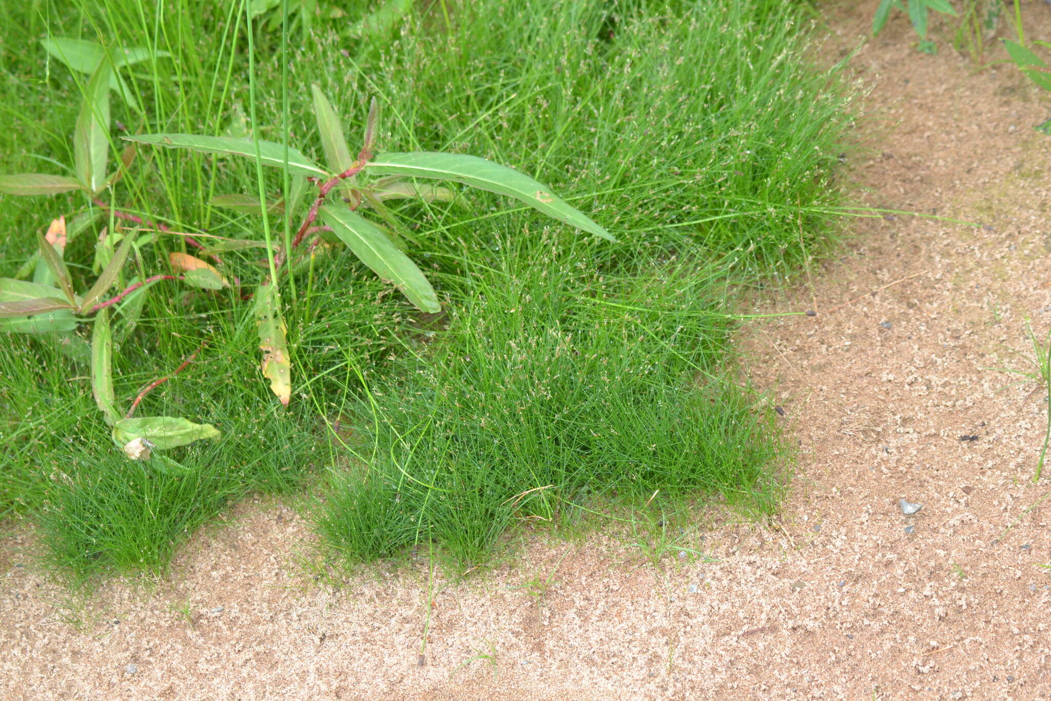 Image of needle spike-rush