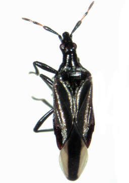 Image of Macrotrachelia