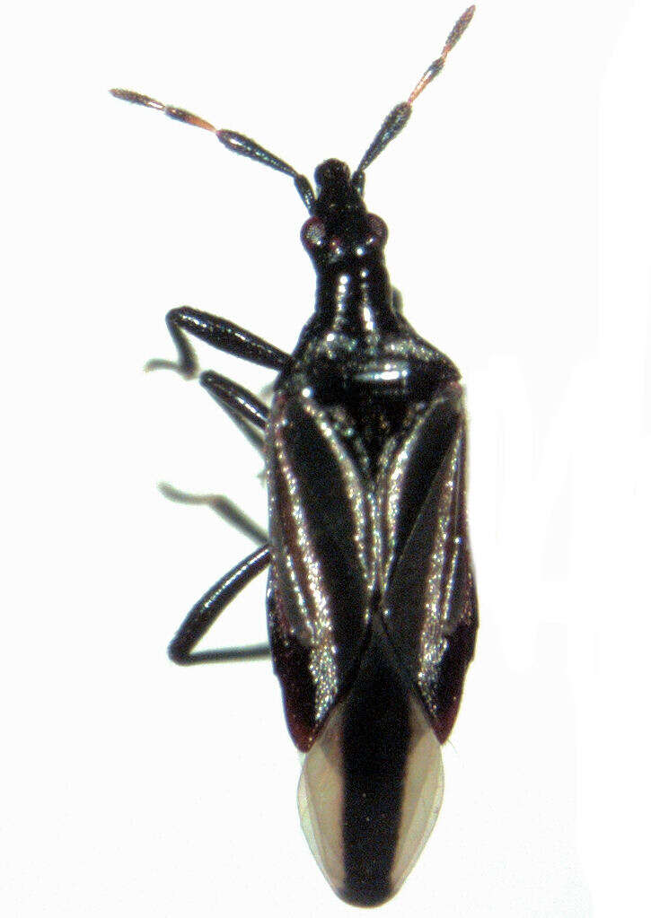 Sivun Macrotrachelia nigronitens (Stål 1860) kuva