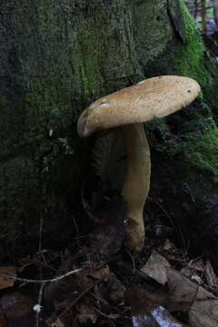 Polyporus radicatus Schwein. 1832 resmi