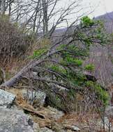 Image of Hickory Pine