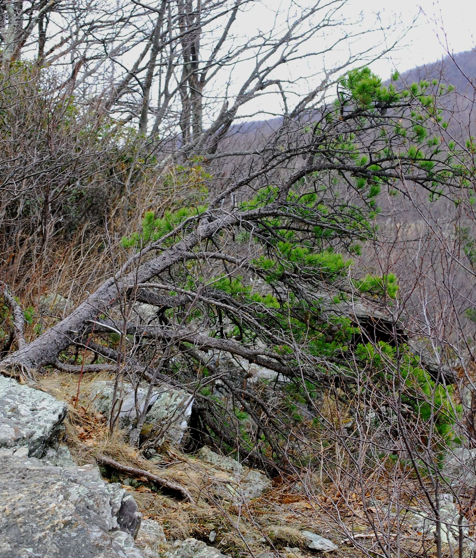 Image of Hickory Pine