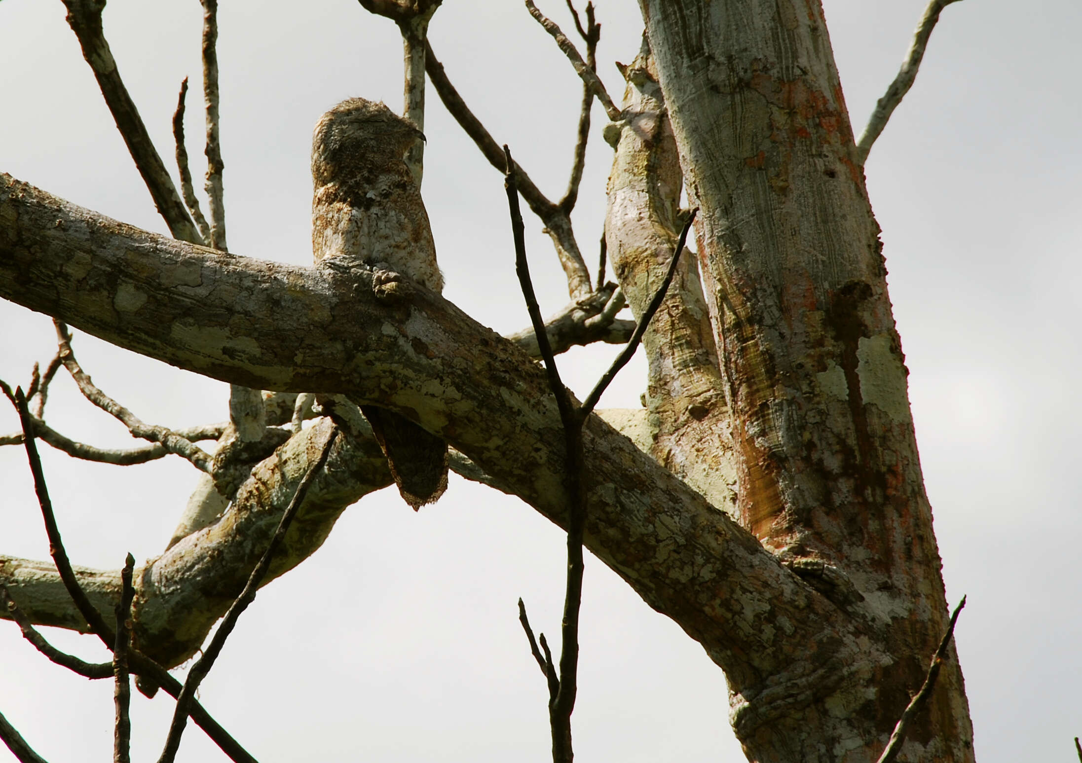 Image of Great Potoo