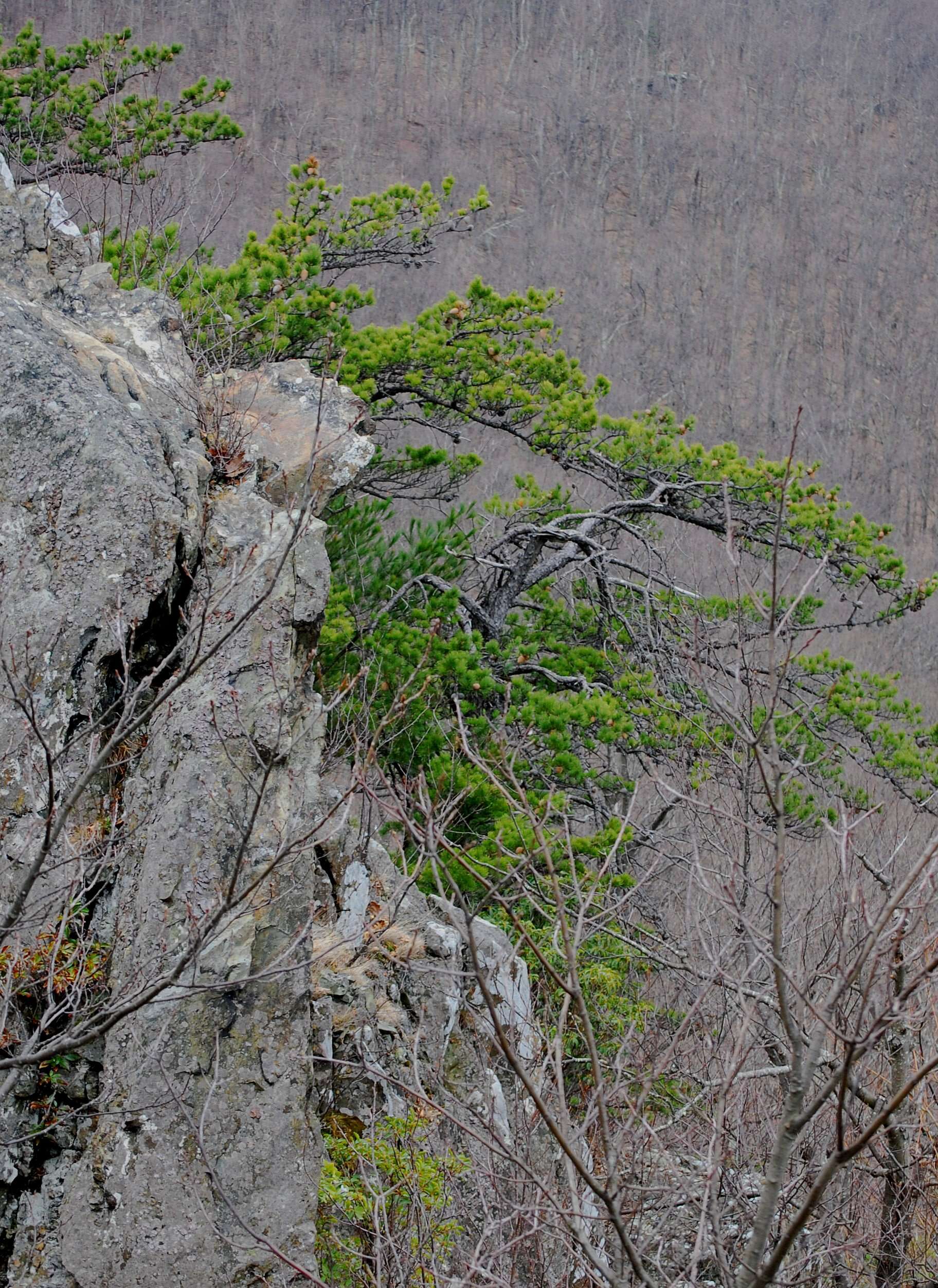 Image of Hickory Pine