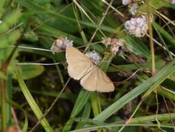 Image of Drab looper moth
