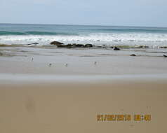 Image of New Zealand Dotterel