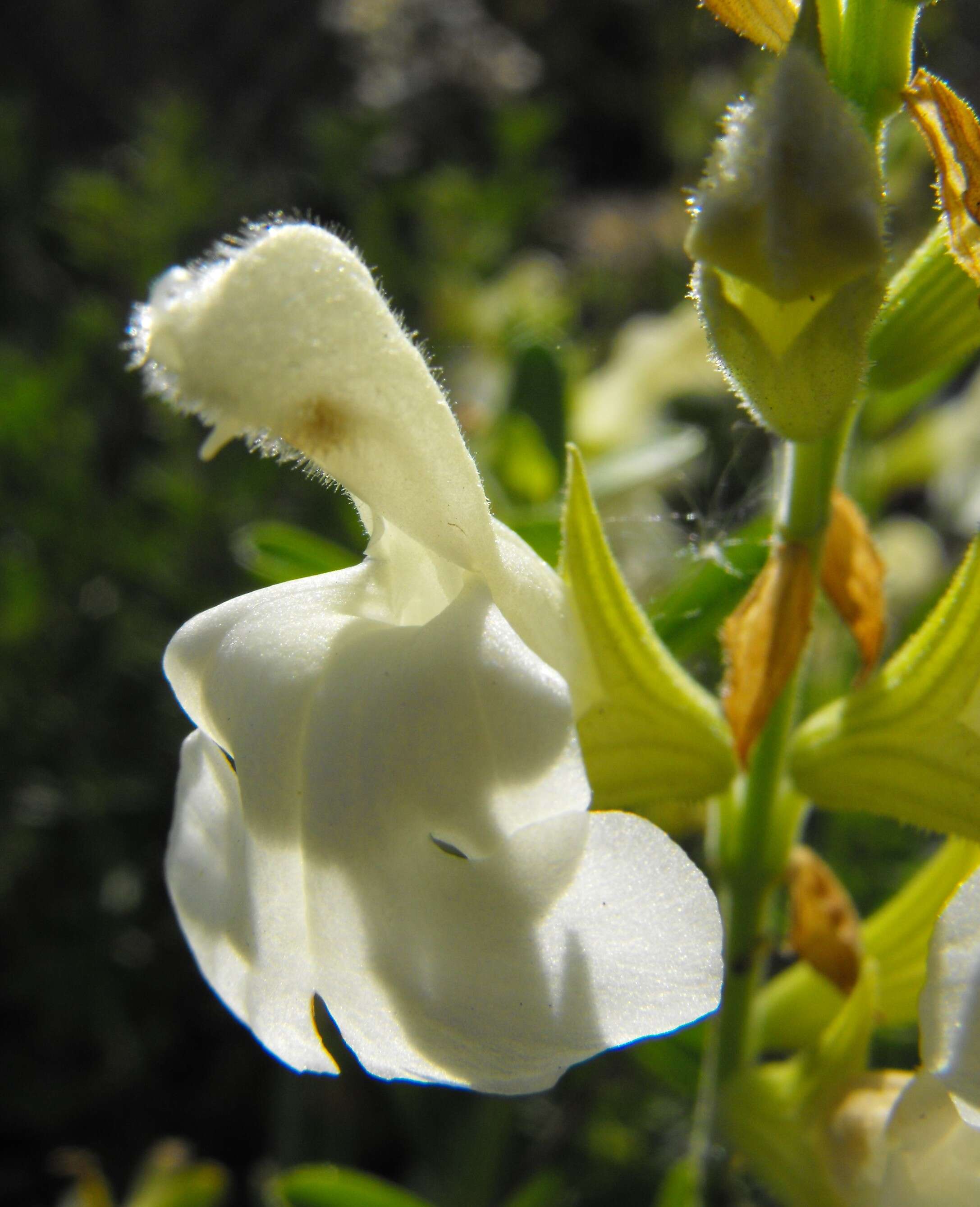 Image of autumn sage