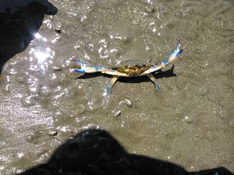 Image of arched swimming crab