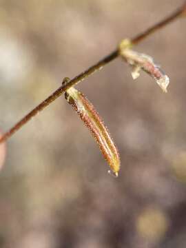 Image of sharpkeel milkvetch