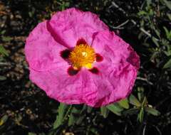 Image of Cistus × purpureus