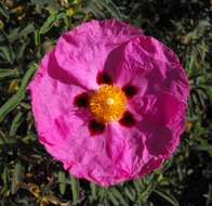 Image of Cistus × purpureus