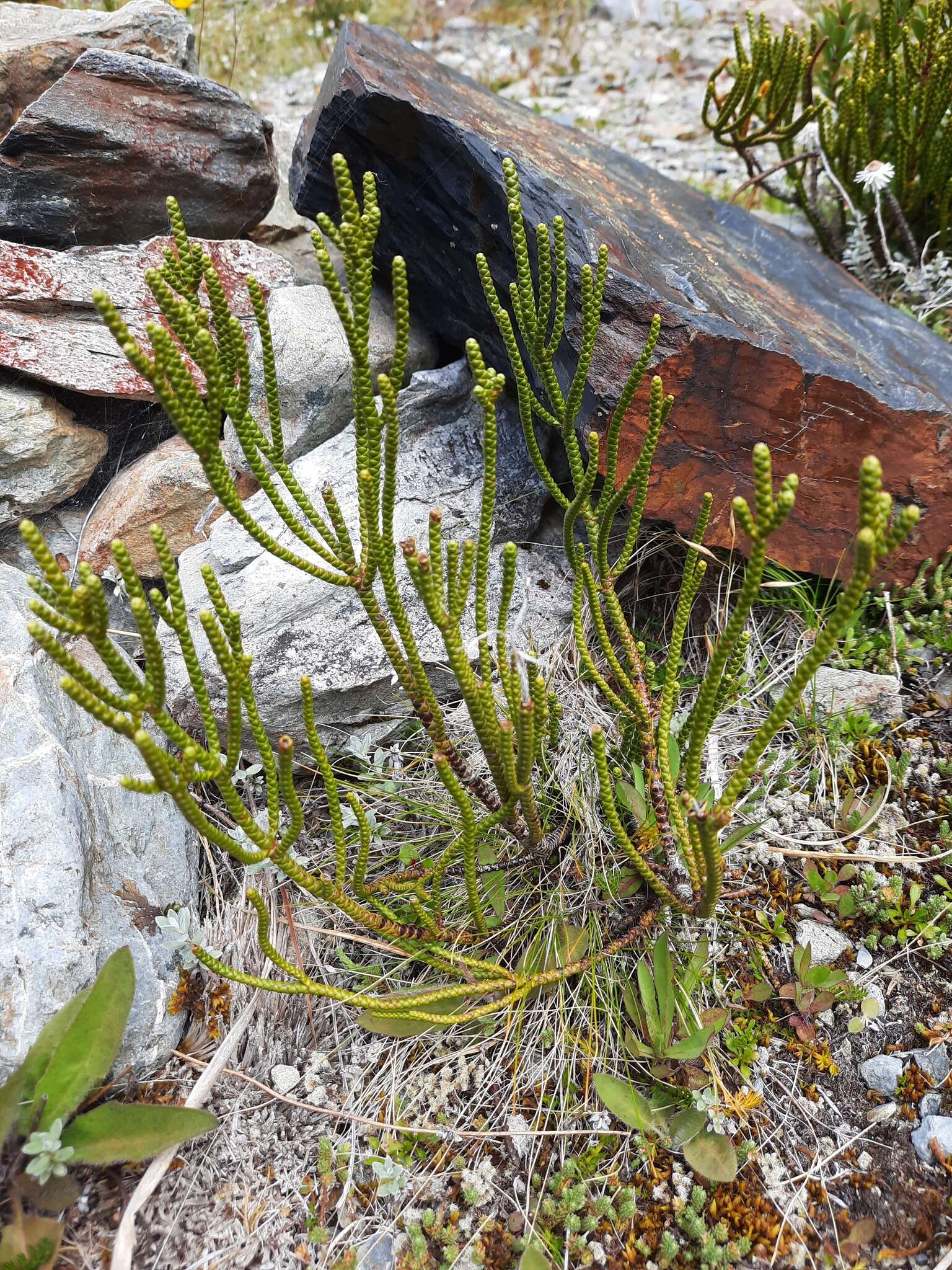 Image of Veronica hectorii subsp. hectorii