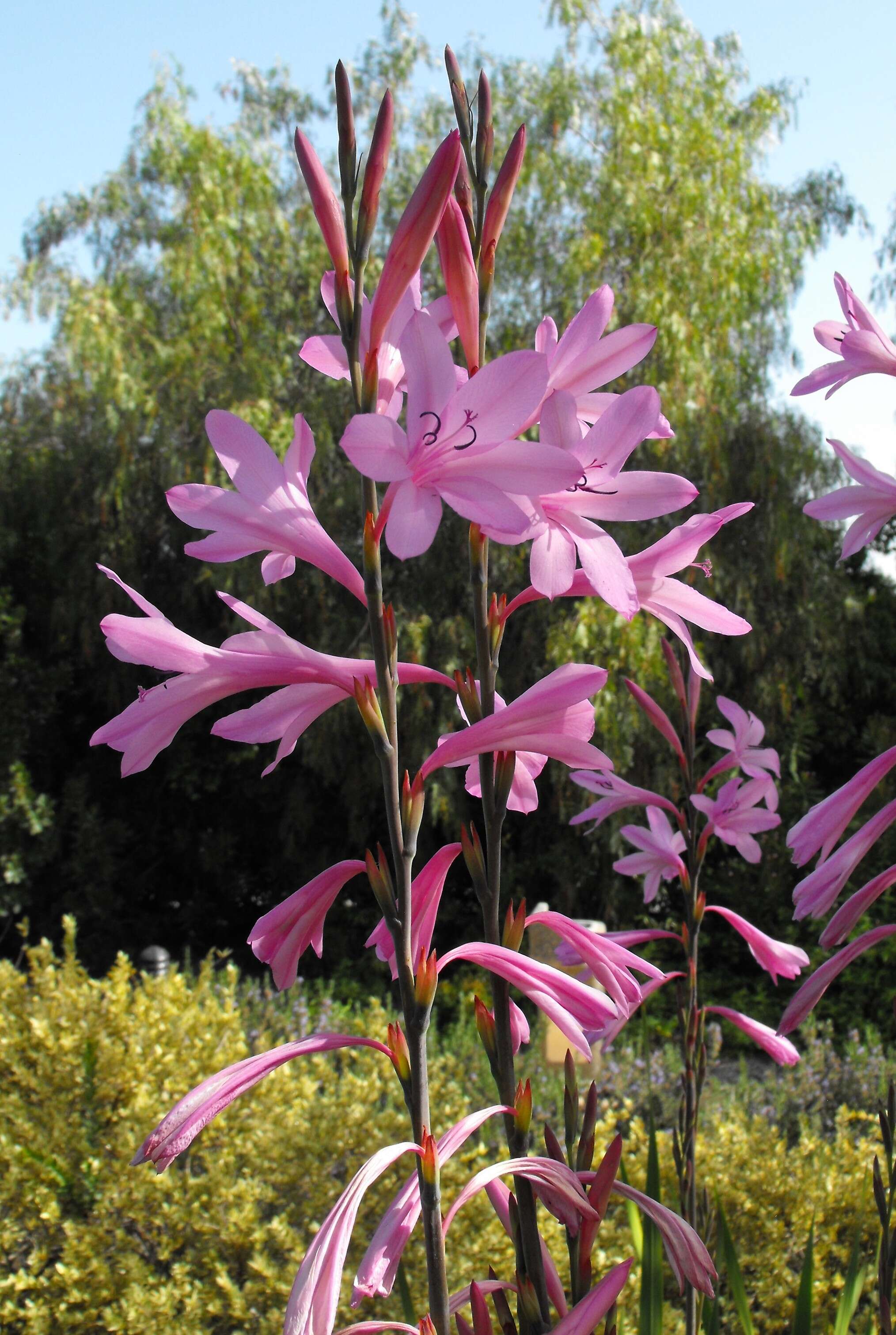 Imagem de Watsonia borbonica (Pourr.) Goldblatt