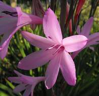 Image of Cape bugle-lily