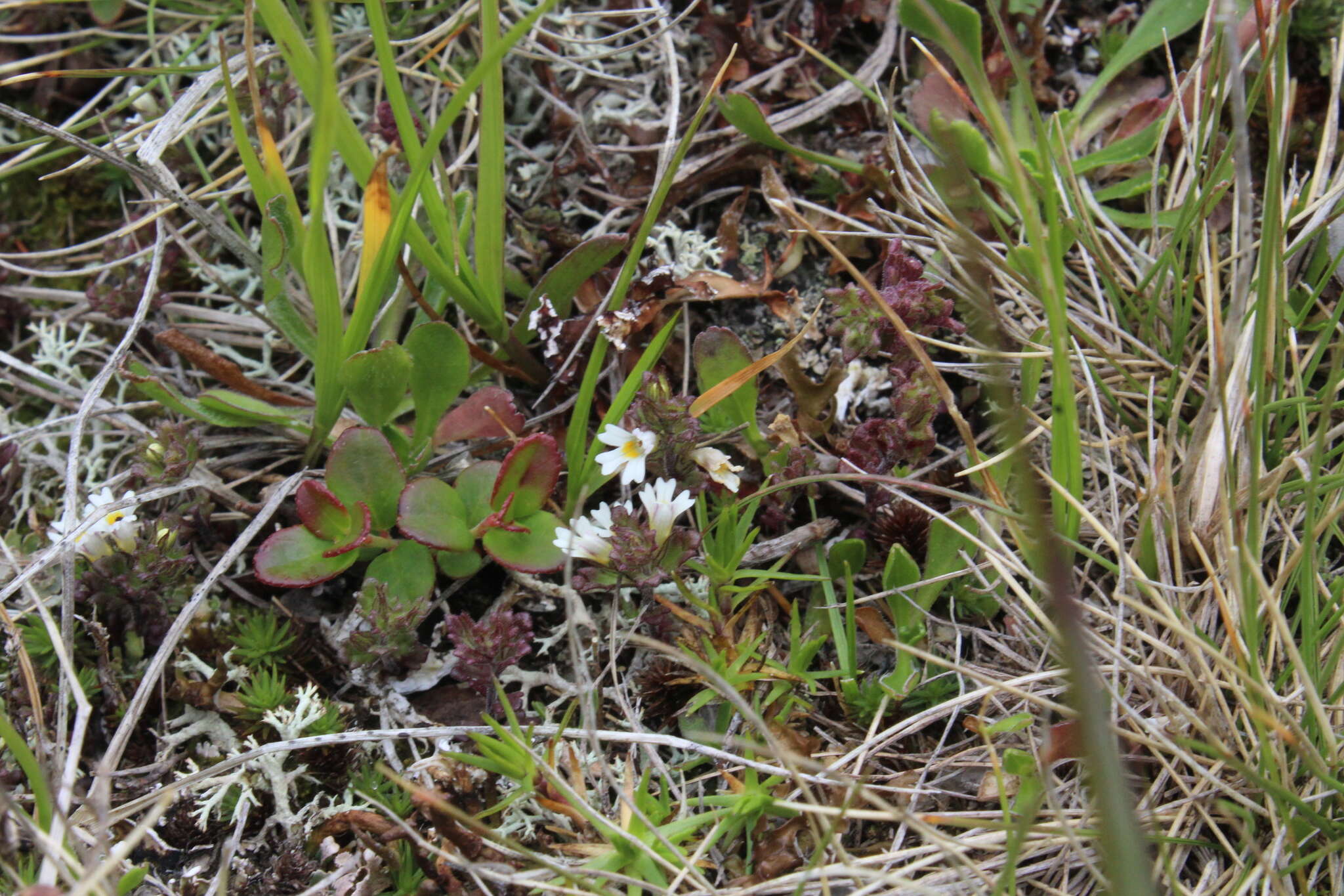 Imagem de Euphrasia ossica Juz. ex Ganeschin