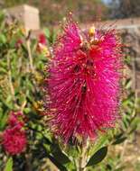 Image of crimson bottlebrush