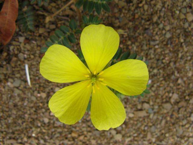 Image of Large-flowered devil-thorns,