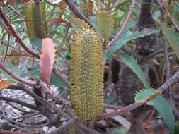 Image of Banksia conferta A. S. George