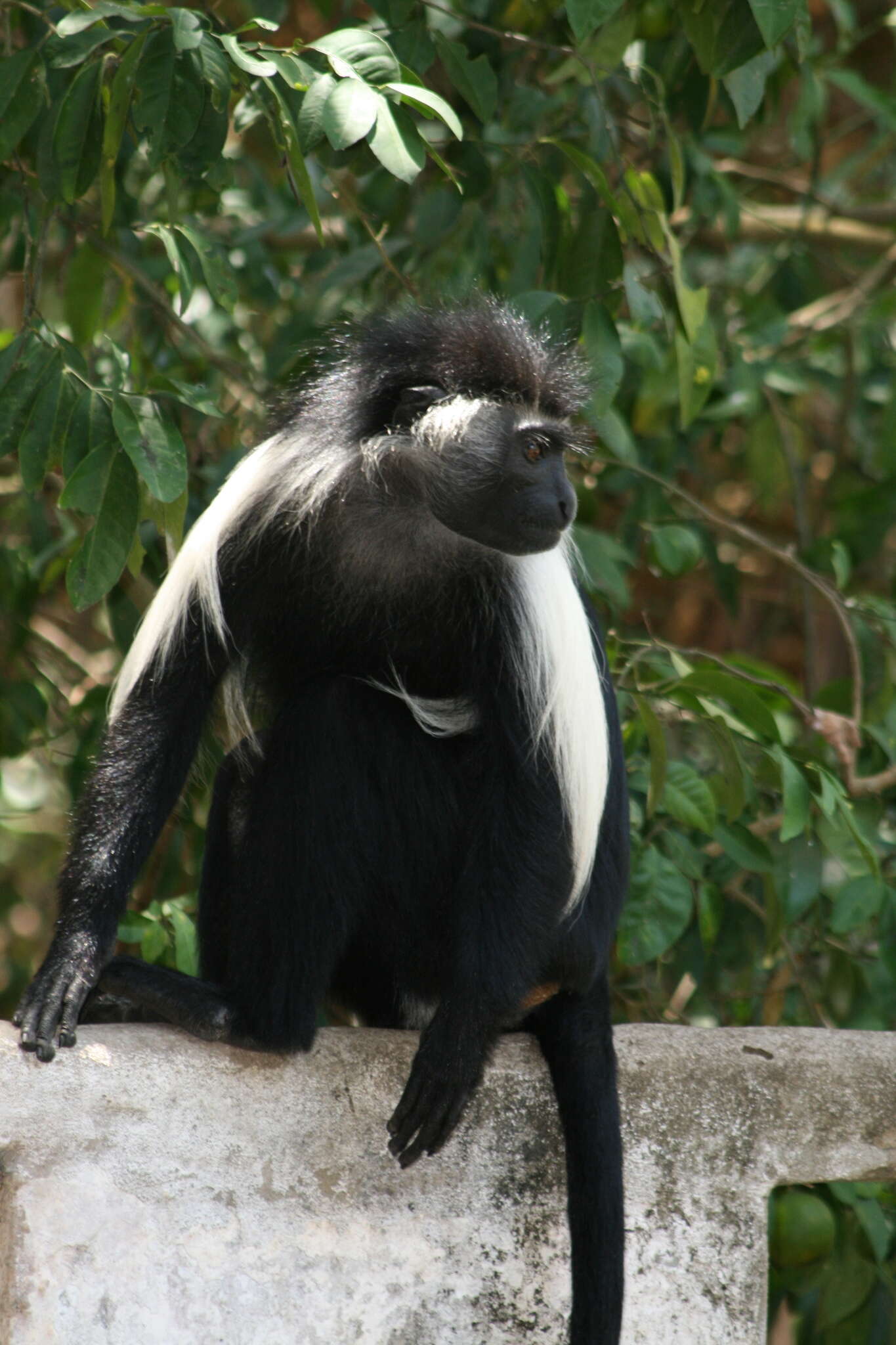 Colobus angolensis palliatus Peters 1868 resmi