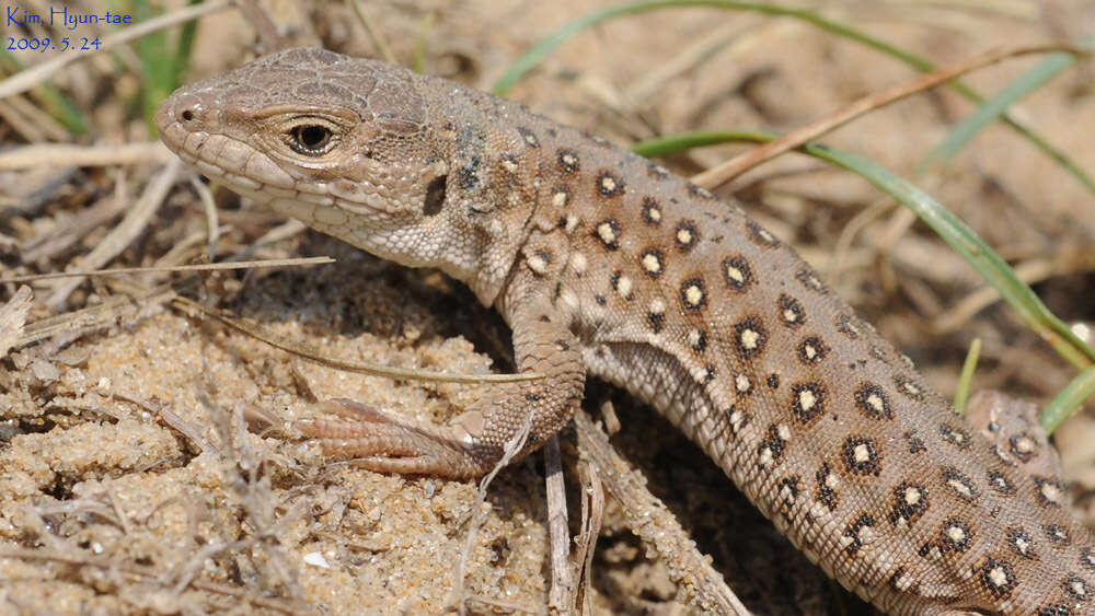 Image of Mongolia Racerunner