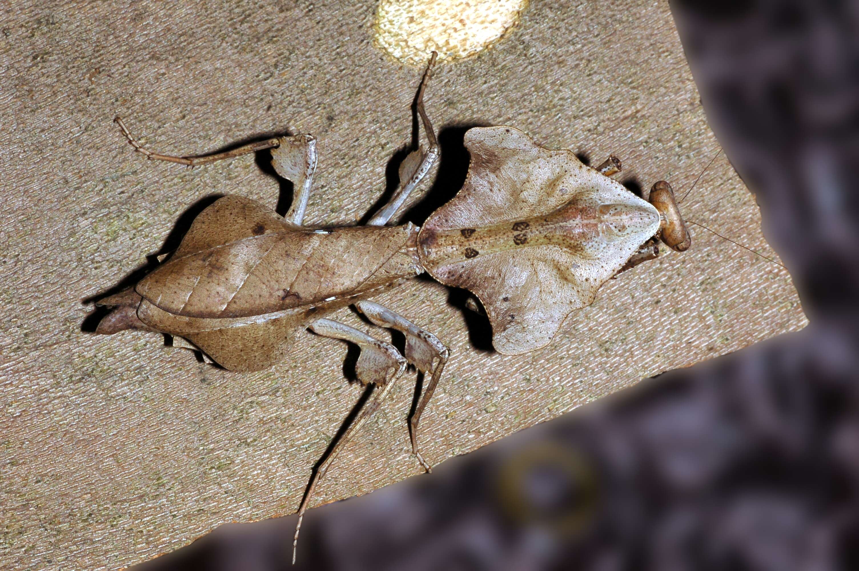 Image of Malaysian dead leaf mantis