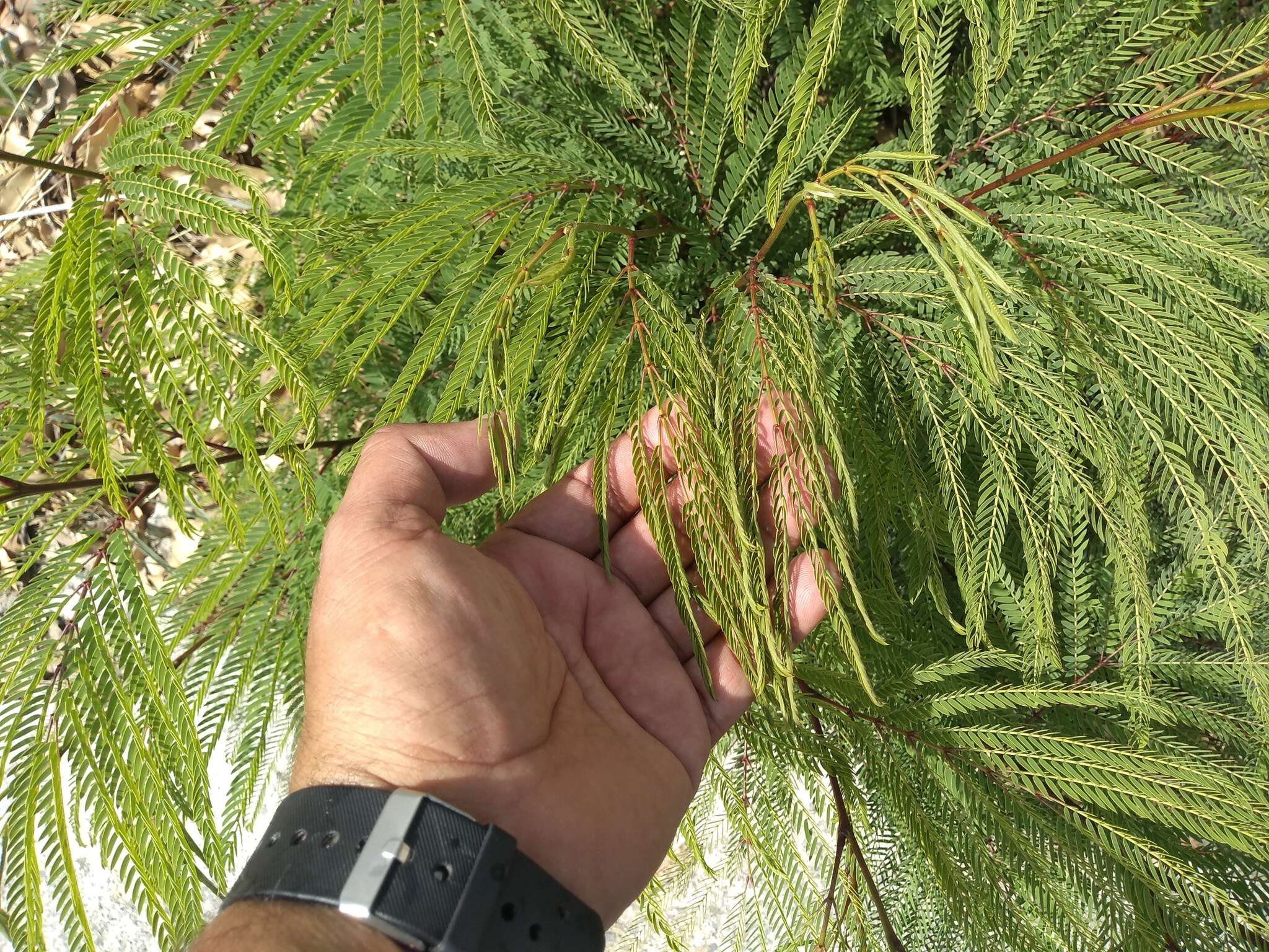 Image de Leucaena greggii S. Watson