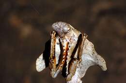 Image of Malaysian dead leaf mantis