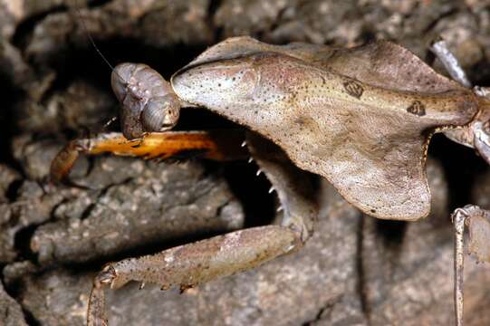 Image of Malaysian dead leaf mantis