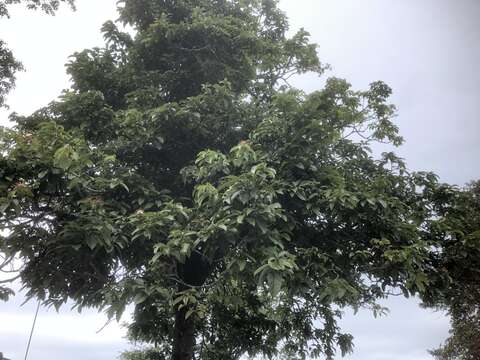 Image of Reevesia pubescens Mast.