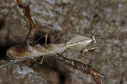 Image of Malaysian dead leaf mantis