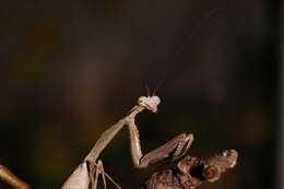 Image of Malaysian dead leaf mantis