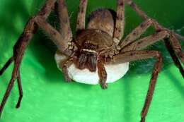 Image of Huntsman spider