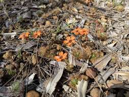 Image of Drosera hyperostigma N. Marchant & Lowrie