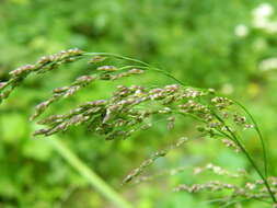 Image of Tall Manna Grass