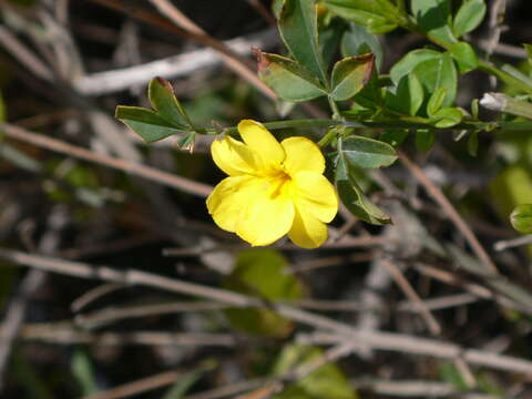 Image of Japanese jasmine