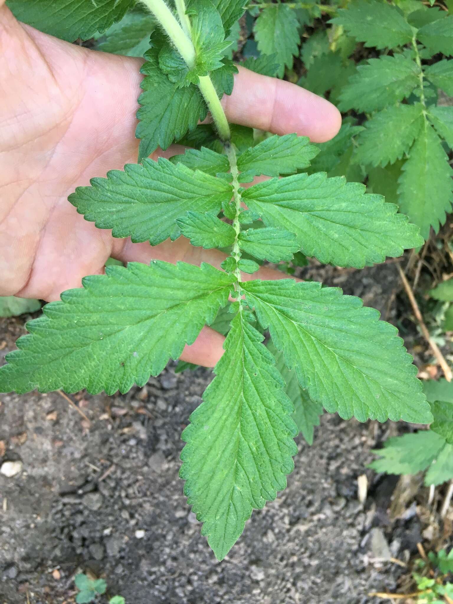 Image of roadside agrimony