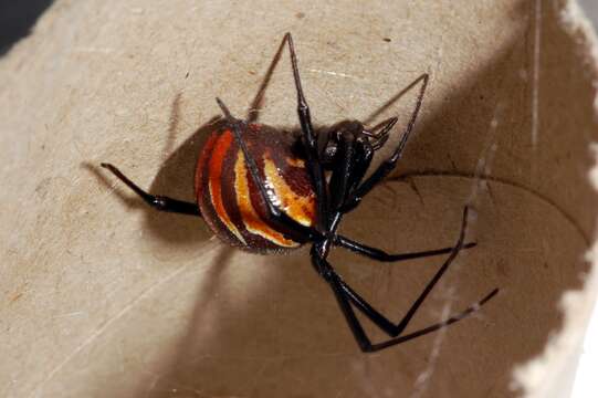 Image of Black widow spider